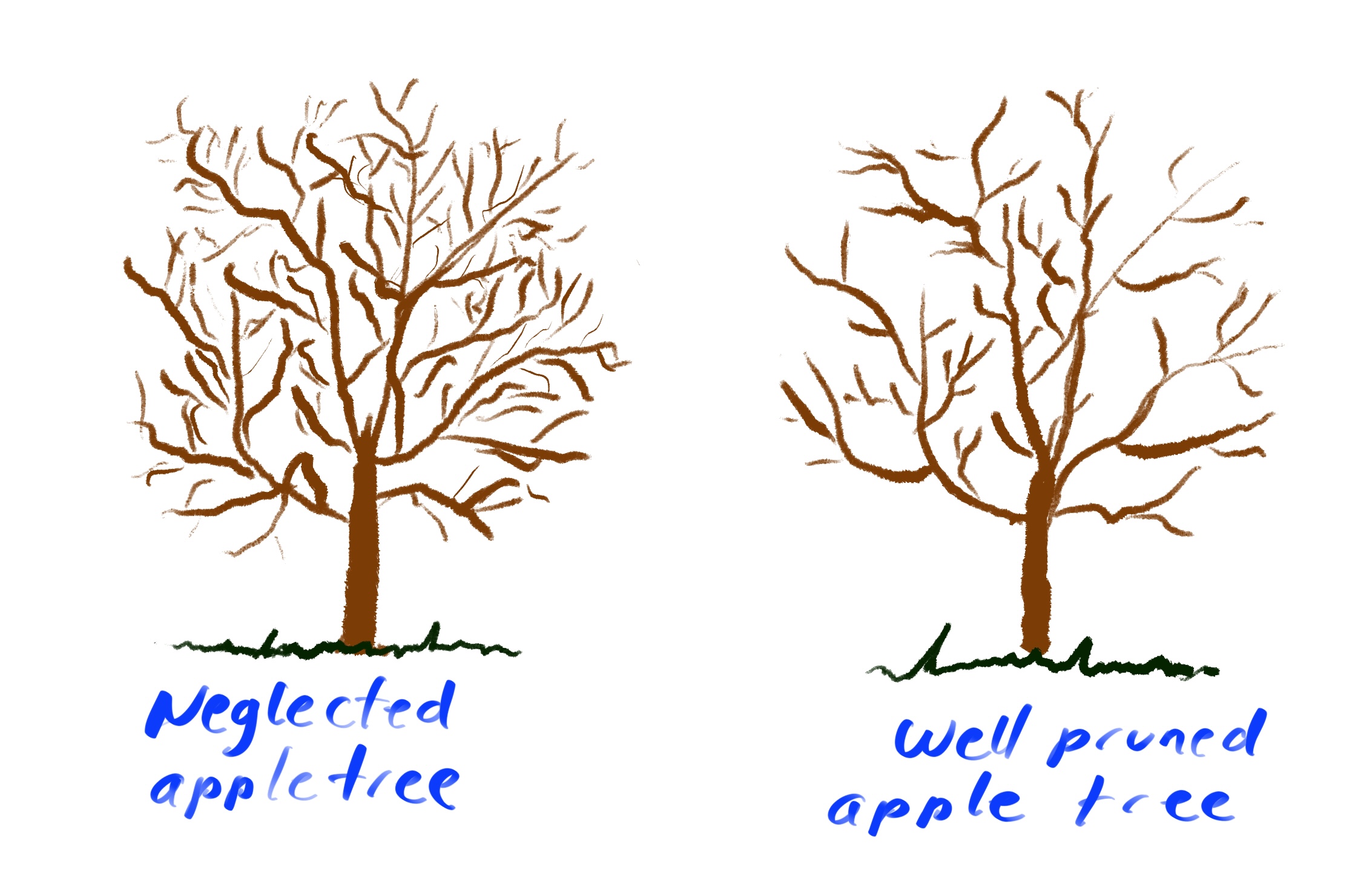 Apple trees